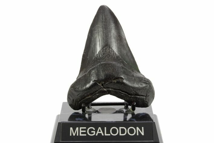 Fossil Megalodon Tooth - South Carolina #374700